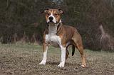 AMSTAFF ADULT 402